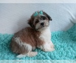 Small Photo #1 Zuchon Puppy For Sale in LAUREL, MS, USA