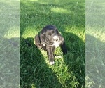 Small Photo #11 Labradoodle Puppy For Sale in RICE LAKE, WI, USA