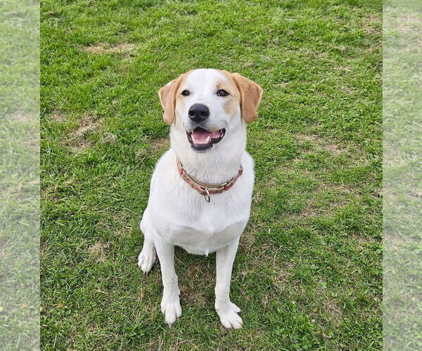 Medium Photo #32 Great Pyrenees-Unknown Mix Puppy For Sale in Mount Laurel, NJ, USA