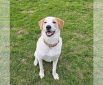 Small #31 Great Pyrenees Mix