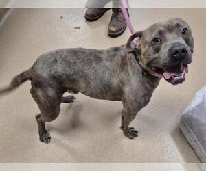 Mutt Dogs for adoption in Decatur, IL, USA