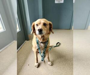 Beagle-Unknown Mix Dogs for adoption in Newton, NC, USA