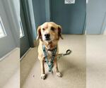 Small Beagle Mix