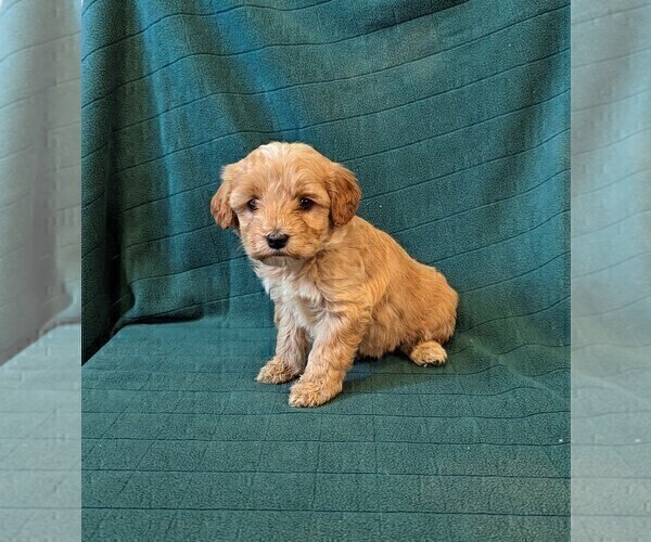 Medium Photo #5 Poodle (Miniature) Puppy For Sale in DUNNVILLE, KY, USA