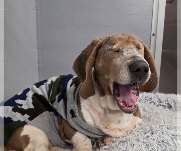 Medium Photo #3 Basset Hound Puppy For Sale in Brookville, OH, USA