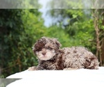 Small #1 ShihPoo
