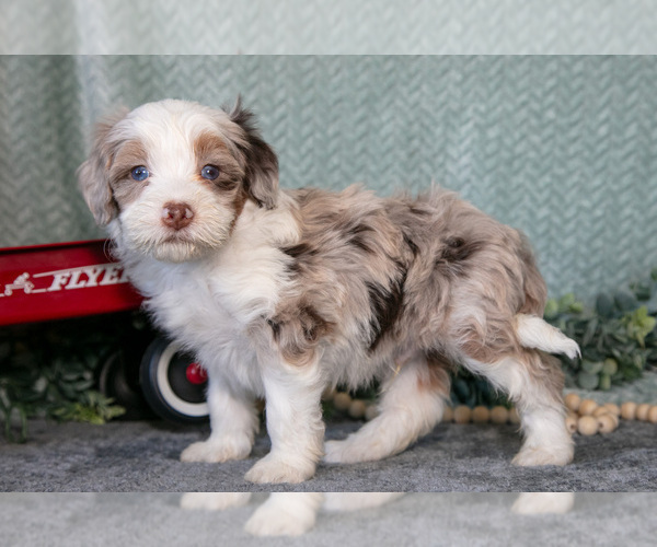 Medium Photo #11 Bernedoodle (Miniature) Puppy For Sale in APPLE CREEK, OH, USA