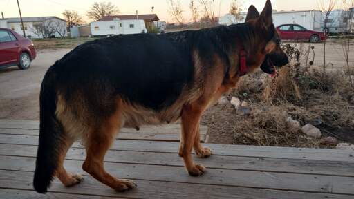 Medium Photo #1 German Shepherd Dog Puppy For Sale in ODESSA, TX, USA