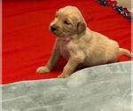 Small Photo #9 Golden Retriever Puppy For Sale in JACKSONVILLE, NC, USA