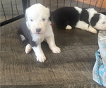 Small #13 Old English Sheepdog