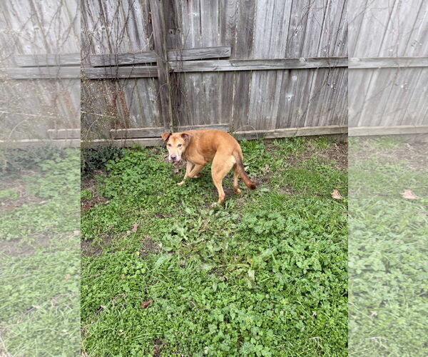 Medium Photo #3 Mutt Puppy For Sale in Jackson, MS, USA