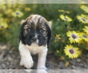 Cocker Spaniel Puppy for sale in CHANDLER HEIGHTS, AZ, USA