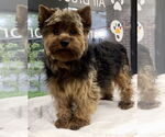 Small #1 Mutt