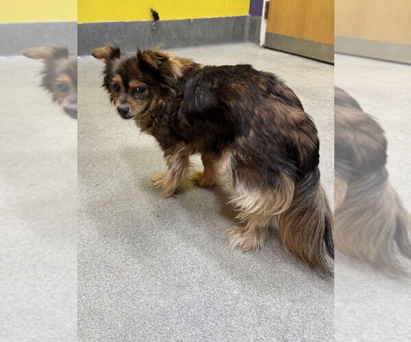 Medium Photo #4 Mutt Puppy For Sale in Greenbelt, MD, USA