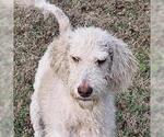 Small Poodle (Miniature) Mix