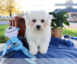 Small Photo #8 Bichon Frise Puppy For Sale in SYRACUSE, IN, USA