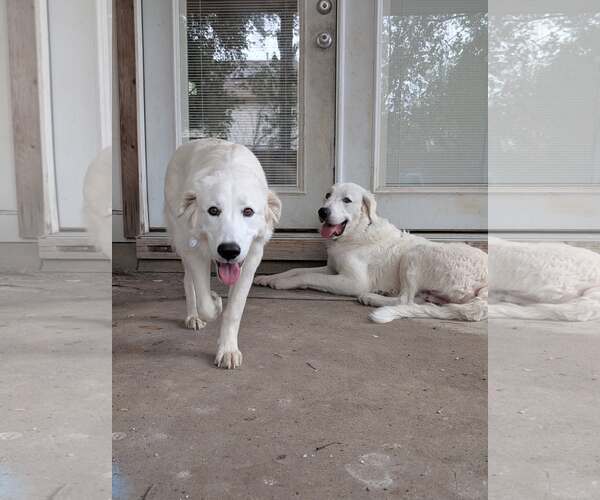 Medium Photo #7 Great Pyrenees Puppy For Sale in Bend, OR, USA