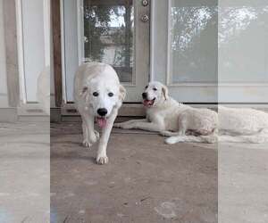 Cirilla - Female Great Pyrenees Dog for Adoption - Photo #5
