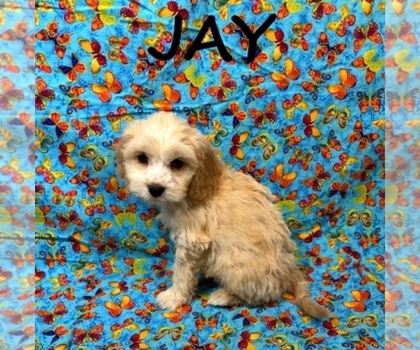 Medium Photo #3 Cockapoo (Miniature) Puppy For Sale in HARTLAND, MN, USA