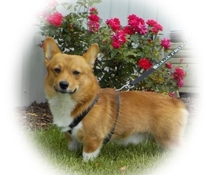 Father of the Pembroke Welsh Corgi puppies born on 01/20/2022