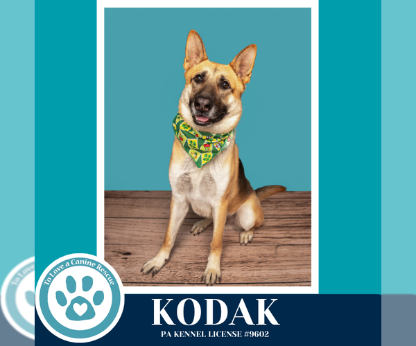 Medium Photo #10 German Shepherd Dog Puppy For Sale in Kimberton, PA, USA