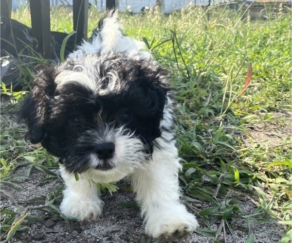 Medium Photo #2 Zuchon Puppy For Sale in FAYETTEVILLE, NC, USA