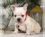 Small #2 French Bulldog