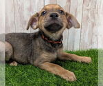 Small #2 Chihuahua Mix