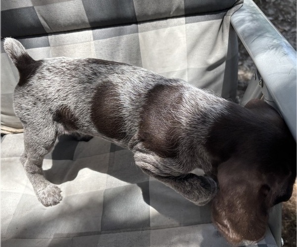 Medium Photo #5 German Shorthaired Pointer-German Wirehaired Pointer Mix Puppy For Sale in DEFUNIAK SPRINGS, FL, USA
