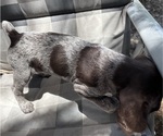 Small Photo #5 German Shorthaired Pointer-German Wirehaired Pointer Mix Puppy For Sale in DEFUNIAK SPRINGS, FL, USA