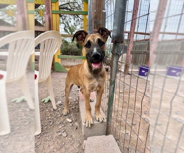 Medium Photo #1 Great Dane-Unknown Mix Puppy For Sale in Williamsburg, NM, USA