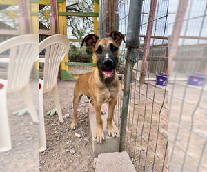 Great Dane-Unknown Mix Dogs for adoption in Williamsburg, NM, USA