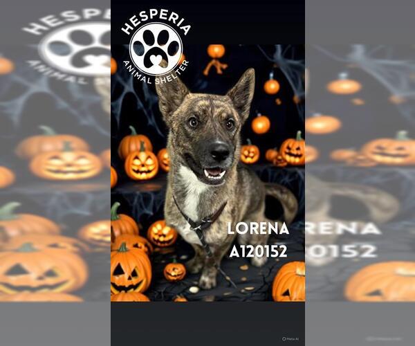 Medium Photo #2 Australian Cattle Dog-Unknown Mix Puppy For Sale in HESPERIA, CA, USA
