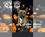 Small #1 Australian Cattle Dog Mix