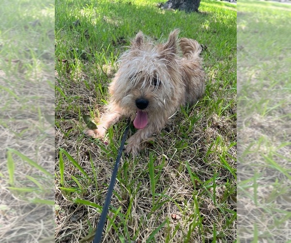 Medium Photo #5 Norwich Terrier Puppy For Sale in BAYTOWN, TX, USA