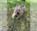 Small #4 Norwich Terrier