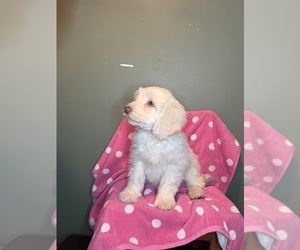 Labradoodle Puppy for sale in FARMINGTON, ME, USA
