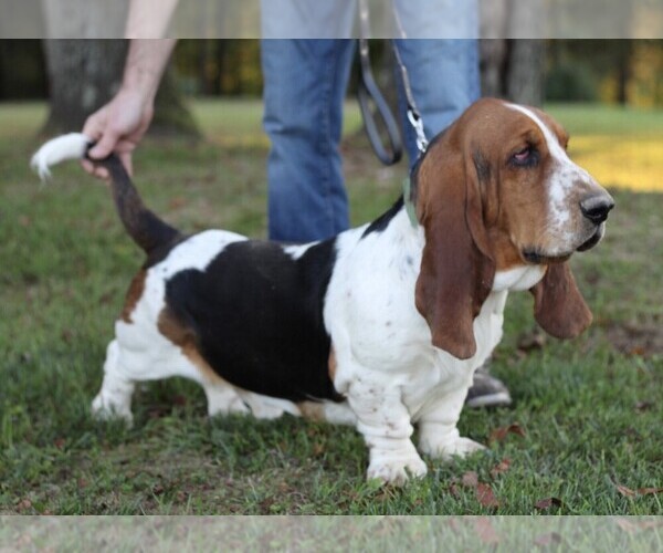Medium Photo #1 Basset Hound Puppy For Sale in ORRVILLE, OH, USA