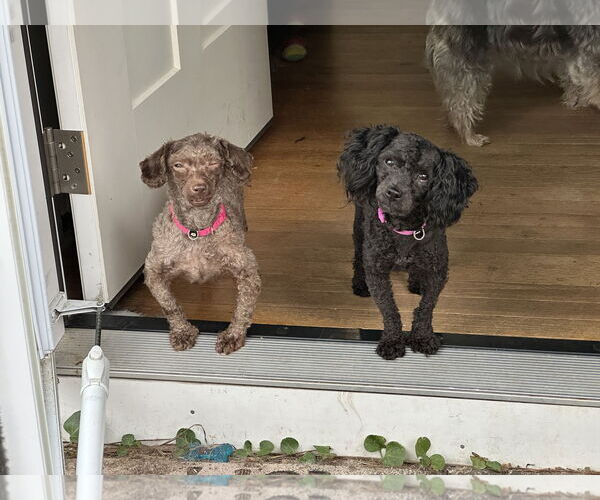 Medium Photo #4 Poodle (Miniature) Puppy For Sale in Holly Springs, NC, USA
