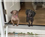 Small #3 Poodle (Miniature)
