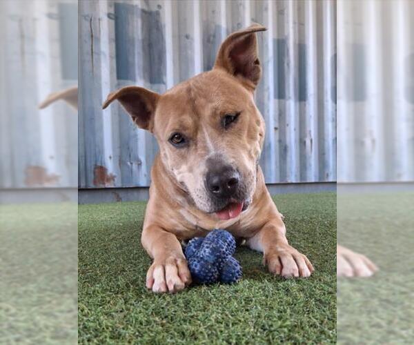 Medium Photo #6 American Pit Bull Terrier-Unknown Mix Puppy For Sale in Woodland, CA, USA