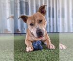Small #5 American Pit Bull Terrier Mix