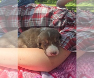 Medium Border Collie