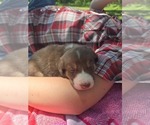 Puppy Puppy 5 Bo Border Collie