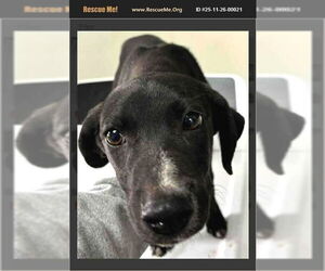 American Pit Bull Terrier-Labrador Retriever Mix Dogs for adoption in Benton, PA, USA