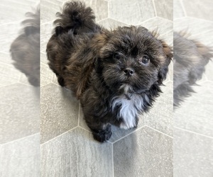 ShihPoo Puppy for sale in SILEX, MO, USA