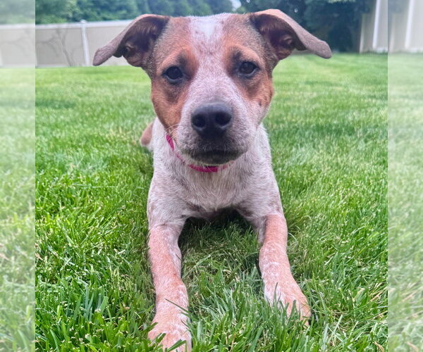Medium Photo #9 Mutt Puppy For Sale in Canton, CT, USA