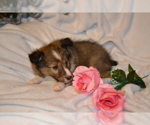 Shetland Sheepdog Litter for sale in GREENWOOD, WI, USA