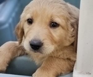 Golden Shepherd Puppy for sale in NEW ULM, MN, USA