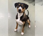Small #1 Greater Swiss Mountain Dog-Treeing Walker Coonhound Mix